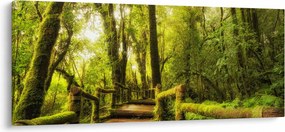 Obraz machové džungle (120x50 cm)