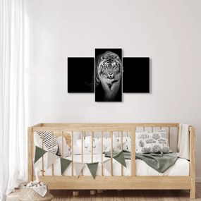 Obraz - Tiger s modrými očami (90x60 cm)
