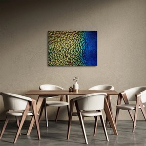 Obraz - Pávie perie (70x50 cm)