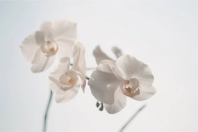 Obraz bielej orchidey (90x60 cm)