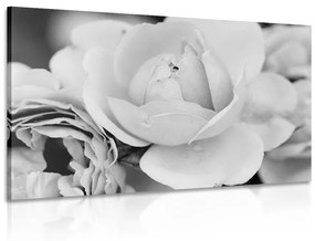 Obraz plný ruží v čiernobielom prevedení Varianta: 120x80