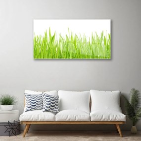 Obraz plexi Tráva príroda rastlina 100x50 cm