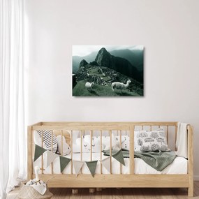 Sklenený obraz - Lamy na Machu Picchu v Peru (70x50 cm)
