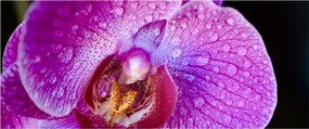Detailný obraz kvetu orchidey (120x50 cm)