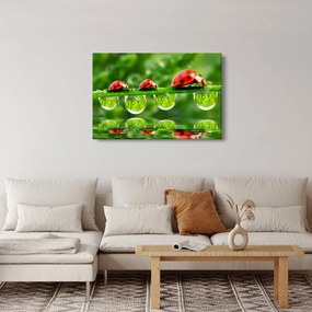 Obraz - Lienka sedembodková (90x60 cm)