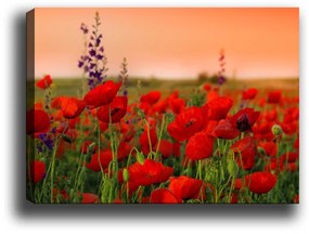 Obraz na plátne Poppy field 50x70 cm