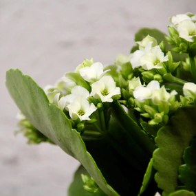 Kalanchoe Grandiva biele
