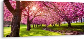 Obraz rozkvitnutých čerešní, Hurd Park, Dover, New Jersey (120x50 cm)