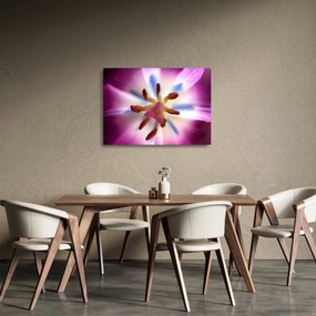 Sklenený obraz - Kvet tulipánu v detailu (70x50 cm)