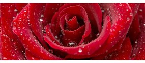 Panoramatická fototapeta - Červená ruža 375x150 + zadarmo lepidlo