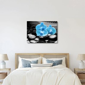 Obraz - Modrá orchidea (70x50 cm)