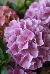 Umelá hortenzia HYDRANGEA v bielom kvetináči, výška 78 cm, ružová