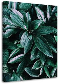Obraz na plátně Listnaté rostliny Příroda - 60x90 cm