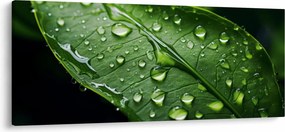 Obraz - List po daždi (120x50 cm)