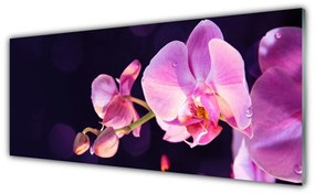 Obraz na akrylátovom skle Kvety rastlina 125x50 cm