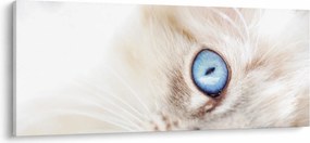 Obraz - Mačiatko (120x50 cm)