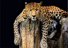 Sklenený obraz - Gepard (70x50 cm)