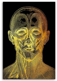 Gario Obraz na plátne Zlatá anatómia, predná strana tváre - Gab Fernando Rozmery: 40 x 60 cm