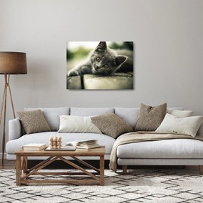 Sklenený obraz mačiatka (70x50 cm)