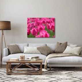 Obraz - Ružové tulipány (70x50 cm)