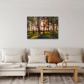 Obraz stromov pri jazere (70x50 cm)