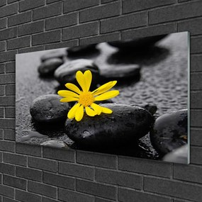 Skleneny obraz Kvet kamene rastlina kúpele 100x50 cm