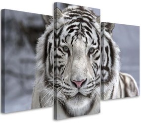 Gario Obraz na plátne Biely tiger v zime - 3 dielny Rozmery: 60 x 40 cm