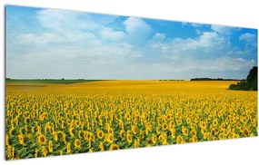 Obraz - pás slnečníc (120x50 cm)