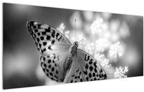 Obraz - Detail motýľa opeľujúceho kvet (120x50 cm)