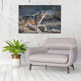 Obraz - Vyjúci vlk (90x60 cm)