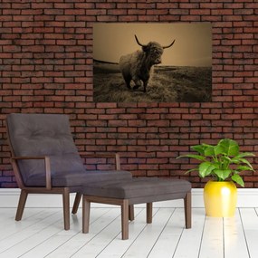 Obraz - Škótska krava v behu (90x60 cm)