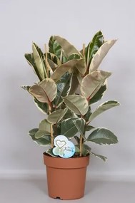 Ficus elastica Tineke 24x75 cm