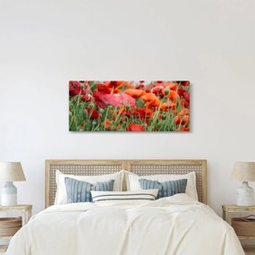 Obraz z poľa vlčích makov (120x50 cm)