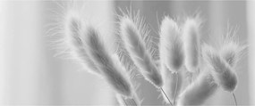 Obraz - Bunny tail grass (120x50 cm)