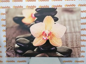 Obraz žltá orchidea a Zen kamene