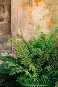 Umelecká fotografie Green fern leaves lush foliage., Olena  Malik, (26.7 x 40 cm)