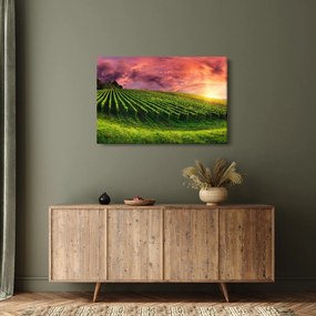 Obraz vinice s farebným nebom (90x60 cm)