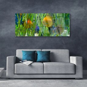 Obraz plexi Ryba riasy príroda 125x50 cm