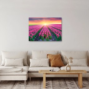 Obraz poľa tulipánov so slnkom (70x50 cm)