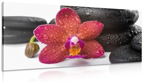 Obraz orchidea a Zen kamene na bielom pozadí Varianta: 100x50