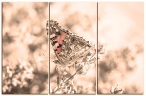 Obraz na plátne - Motýľ na levandule 1221FB (90x60 cm  )
