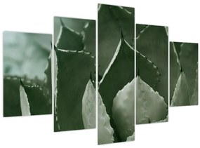 Obraz - Zelená agáve (150x105 cm)