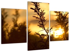Obraz - Slnko zapadajúce za stromami (90x60 cm)