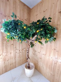 Citrónovník exclusive 180cm
