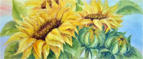 Obraz rozkvitnutých slnečníc (120x50 cm)