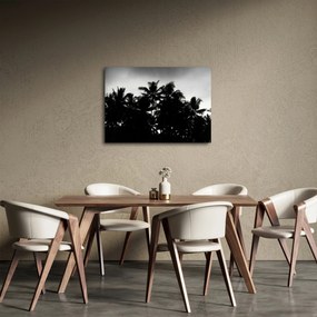 Obraz čiernobiely - palmy (70x50 cm)