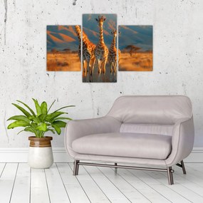 Obraz - Žirafy na pastvine (90x60 cm)