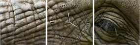 Obraz - Detailné fotografie starého slonieho oka (s hodinami) (90x30 cm)