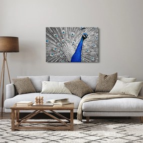 Obraz - modrý páv (90x60 cm)