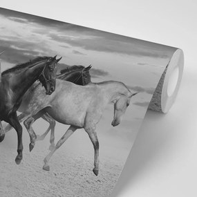 Samolepiaca tapeta čiernobiele stádo koní - 150x100